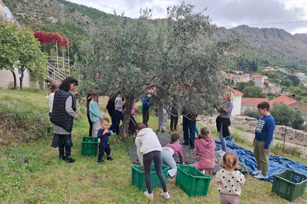 U sklopu razrednog projekta &bdquo;Nonići&ldquo; učenici se oku&scaron;ali u branju maslina i učili o maslinarstvu (FOTO)