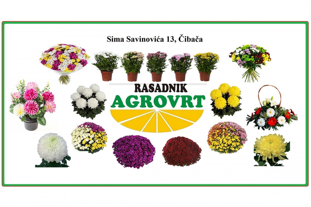 Rasadnik AGROVRT u Čibači nudi bogat izbor cvijeća za  Du&scaron;ni dan i blagdan Svih Svetih
